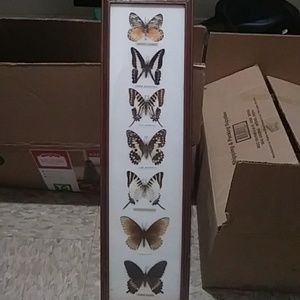 Real butterfly display picture frame.